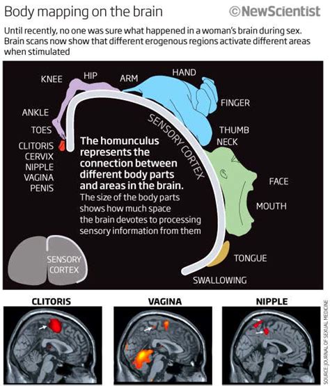 what turns girls on|Sex on the brain: What turns women on, mapped out.